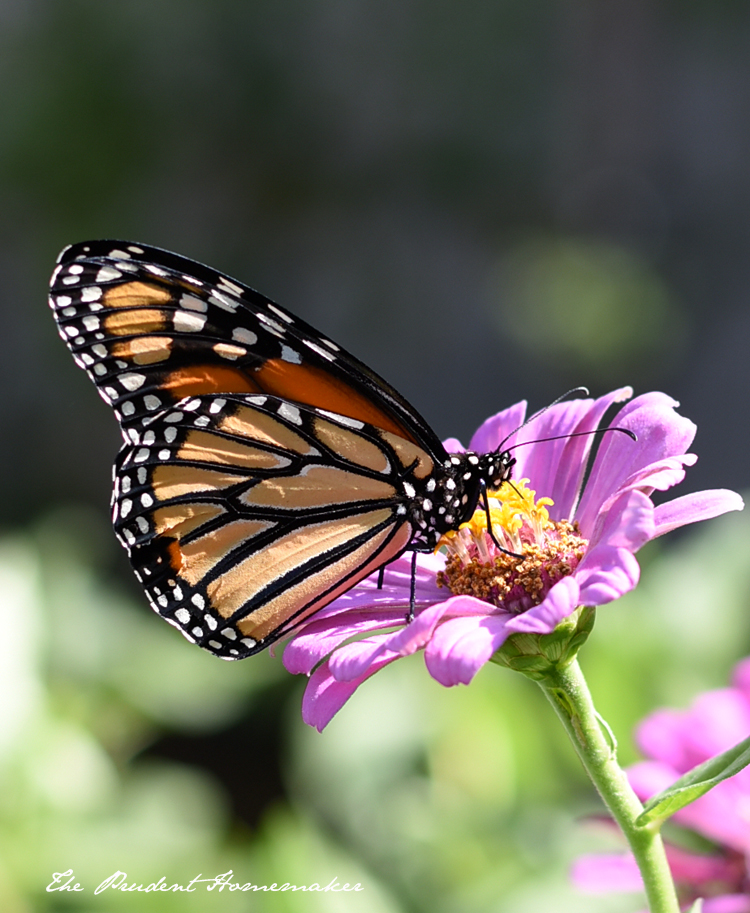 Butterfly The Prudent Homemaker