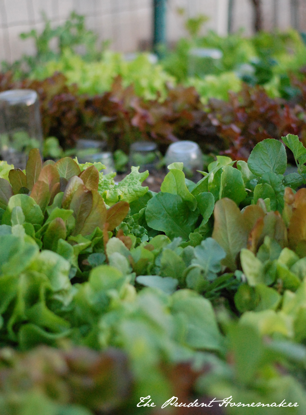 Lettuce in the Raised Bed The Prudent Homemaker