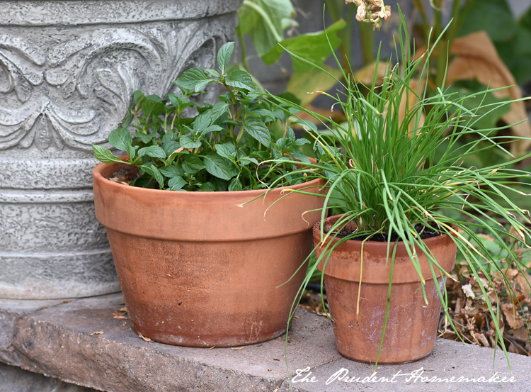 Mint and Garlic Chives The Prudent Homemaker