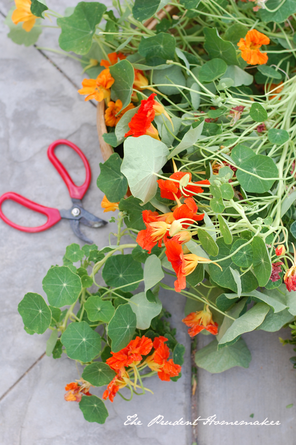 Nasturiums The Prudent Homemaker