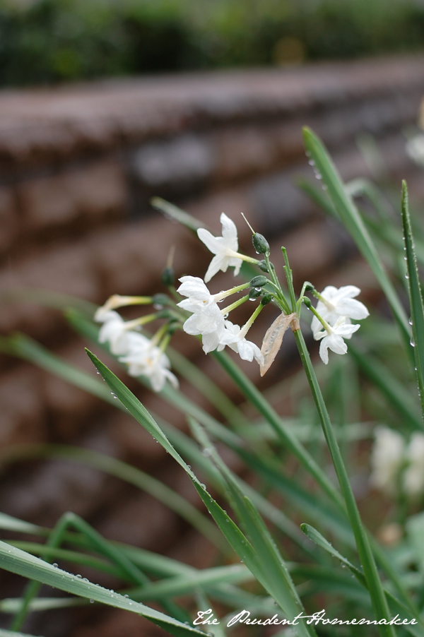 Paperwhites in the White Garden The Prudent Homemaker