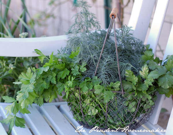 Parsley dill cilantro The Prudent Homemaker