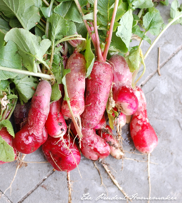 Radishes 1 The Prudent Homemaker