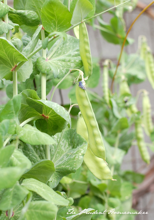 Snow Peas in the Garden The Prudent Homemaker