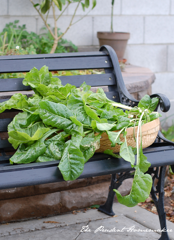 Swiss chard on bench The Prudent Homemaker