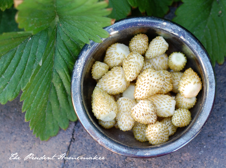 White Strawberries The Prudent Homemaker