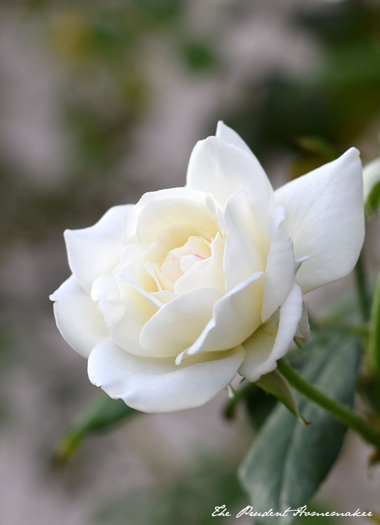White Rose The Prudent Homemaker