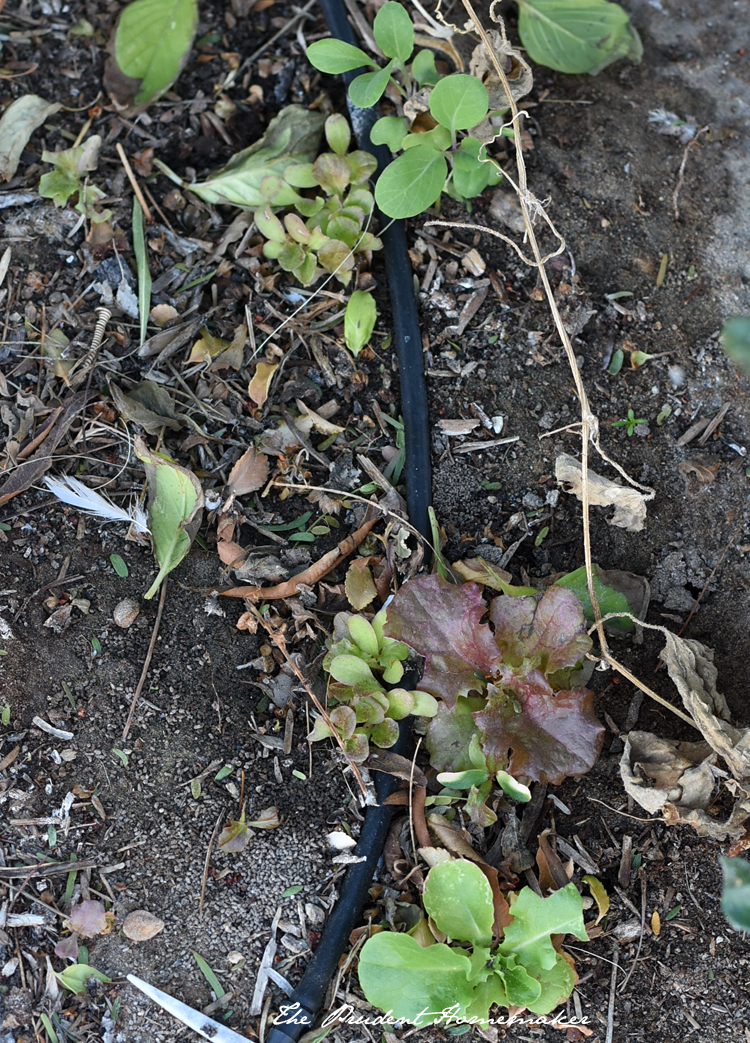 Lettuce Seedlings The Prudent Homemaker