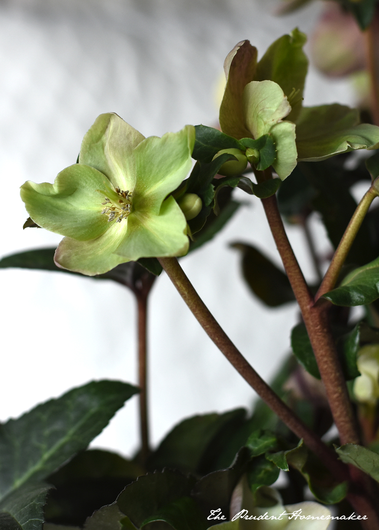 Hellebore The Prudent Homemaker