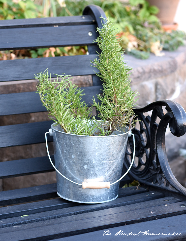 Rosemary in Bucket The Prudent Homemaker