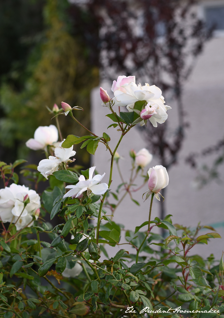 Winter White Garden Roses 2 The Prudent Homemaker
