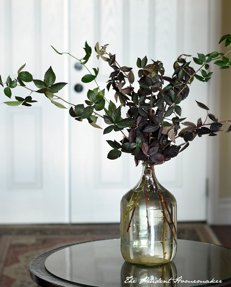 Blackberry Vines in Jug The Prudent Homemaker