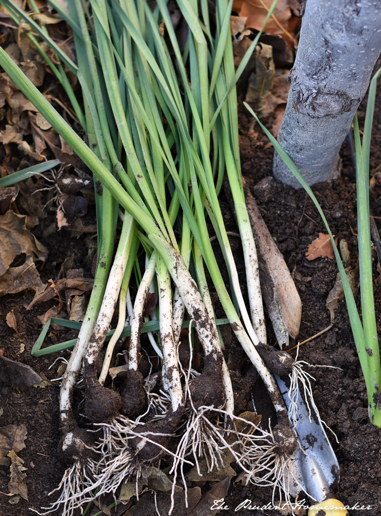 Dividing Paperwhite Bulbs The Prudent Homemaker