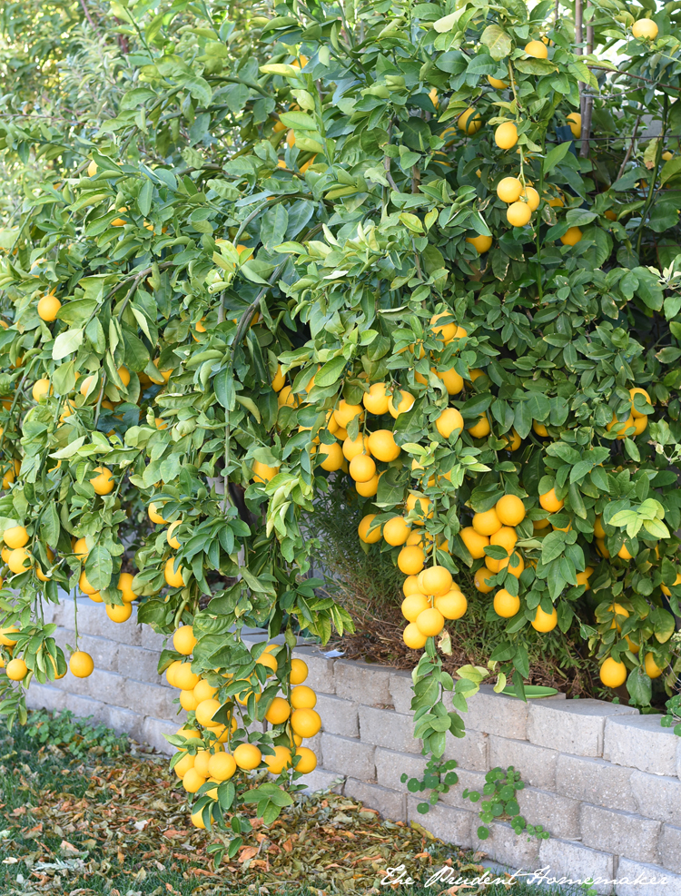 Meyer Lemon Tree The Prudent Homemaker