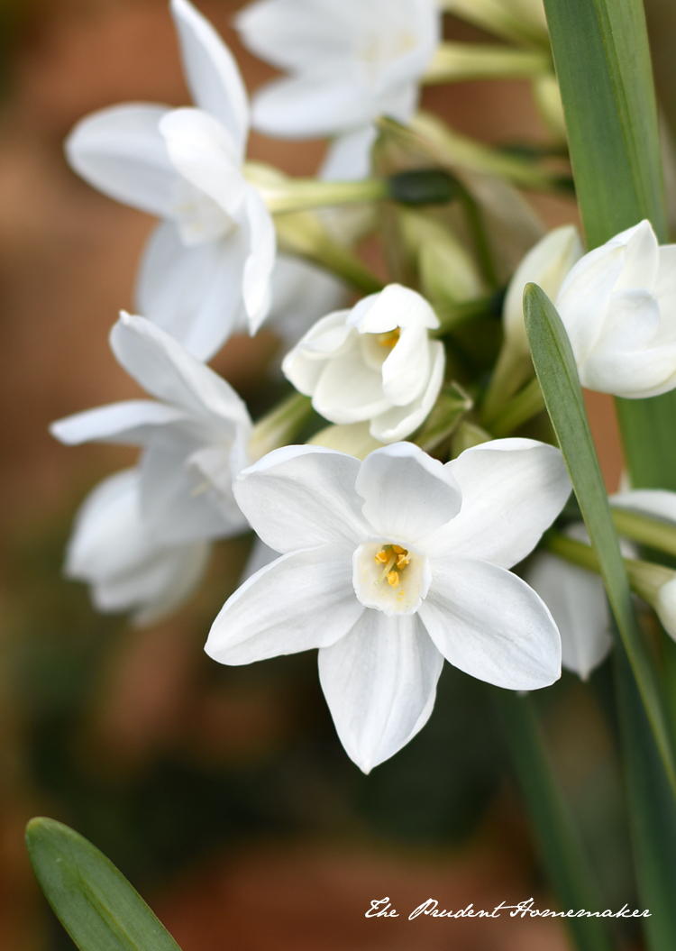 Paperwhites in the Garden The Prudent Homemaker