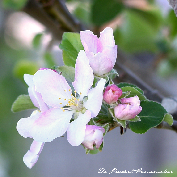 Apple Blossoms The Prudent Homemaker