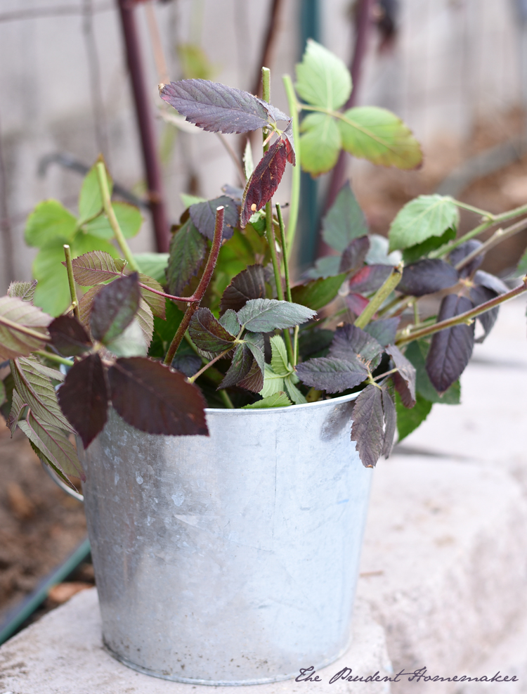 Blackberry Cuttings The Prudent Homemaker