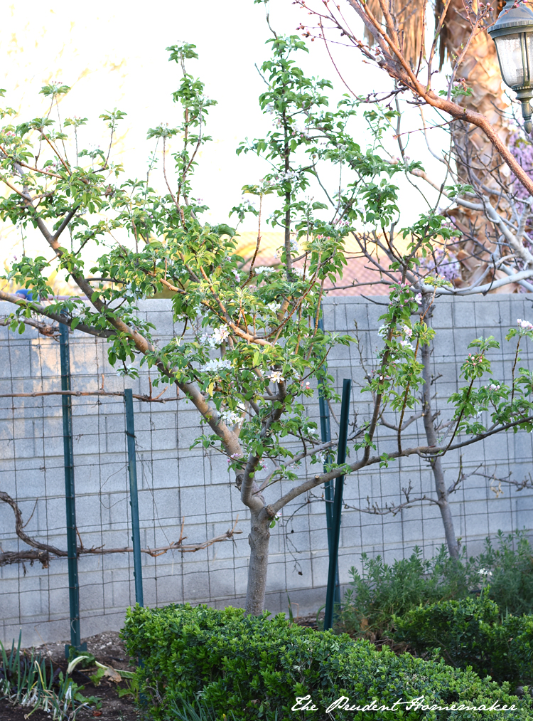 Dorsett Golden Apple Tree in Bloom The Prudent Homemaker