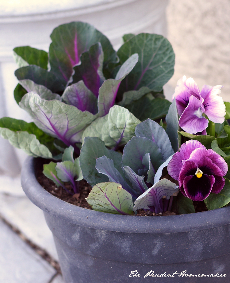 Flowering Kale The Prudent Homemaker