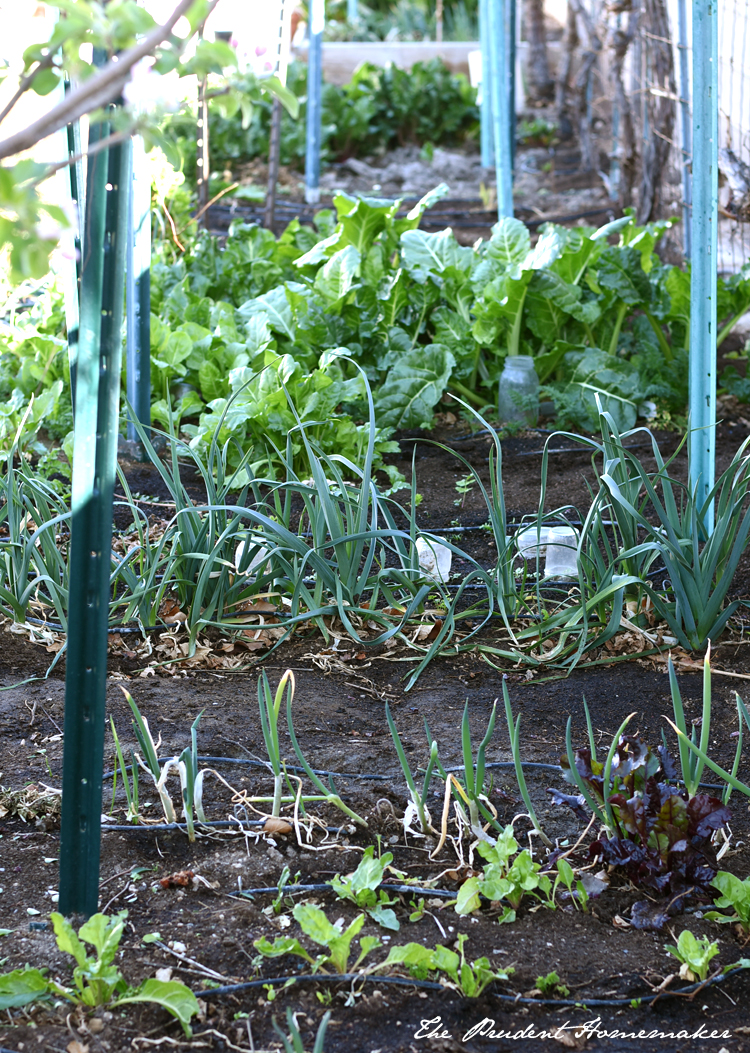 Garden Vegetables The Prudent Homemaker