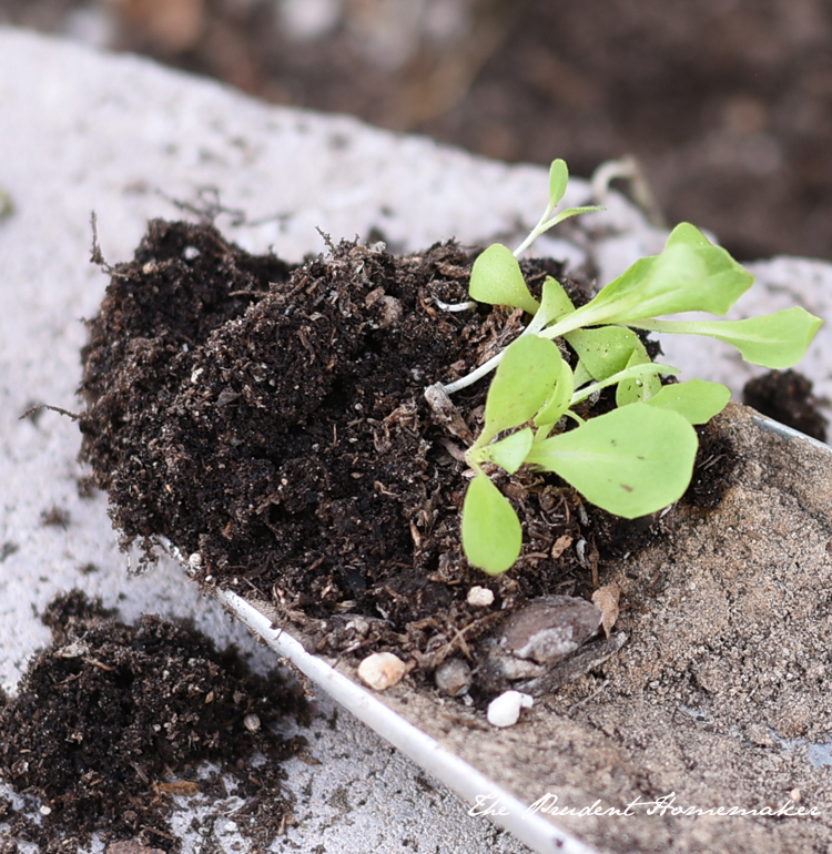 Lettuce Seedlings on trowel The Prudent Homemaker