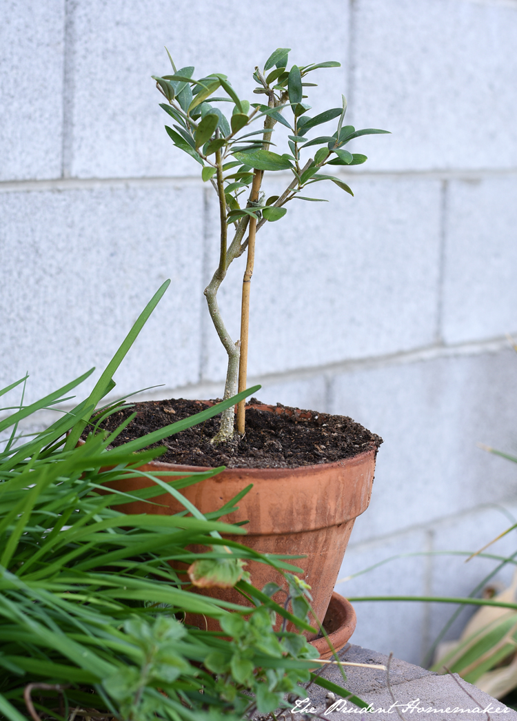 Olive Tree The Prudent Homemaker