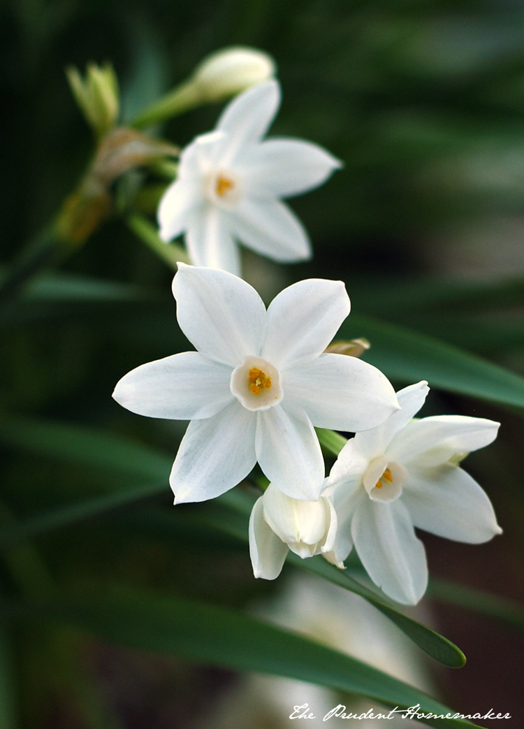 Paperwhite Blooms in February The Prudent Homemaker