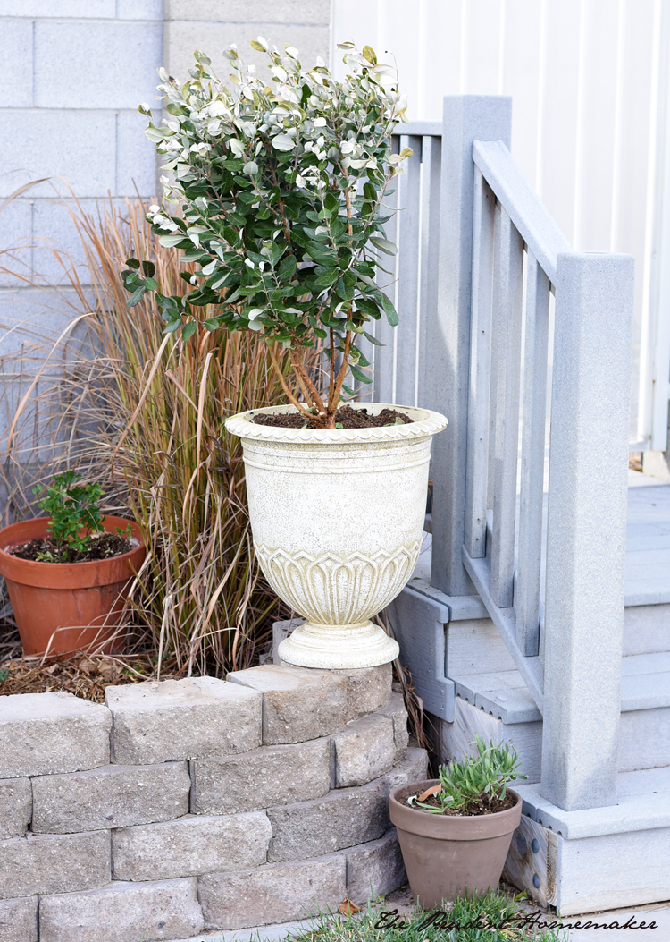 Potted Pineapple Guava The Prudent Homemaker