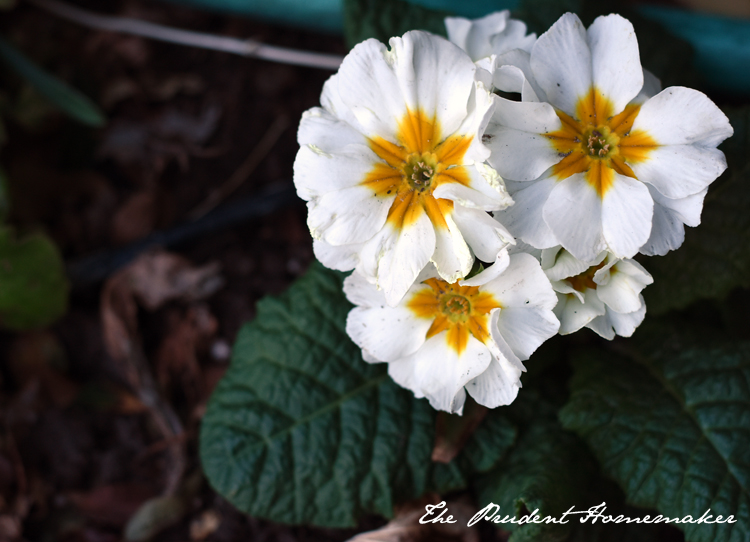 Primrose The Prudent Homemaker