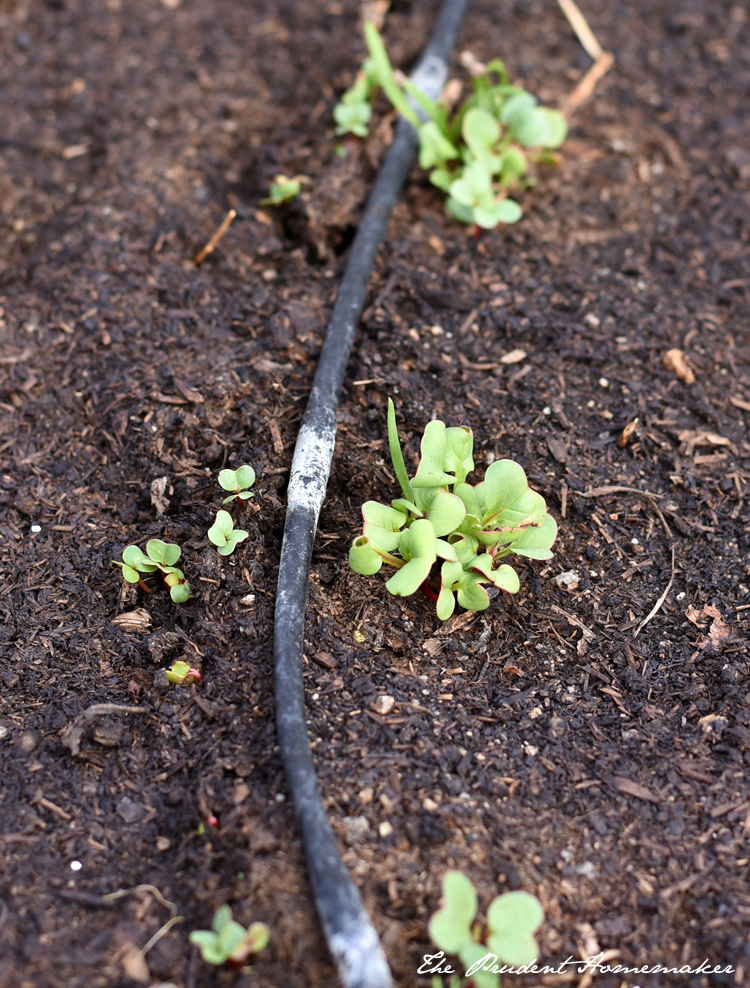 Radish Seedlings The Prudent Homemaker