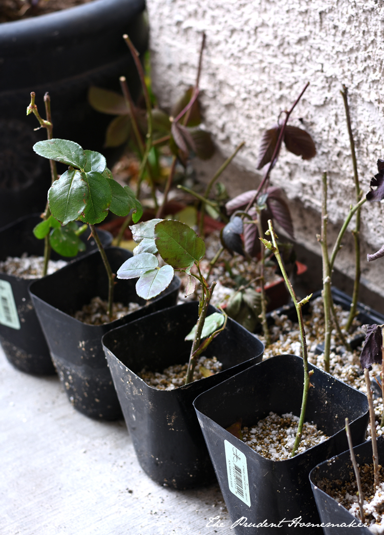 Rose and Blackberry Cuttings The Prudent Homemaker