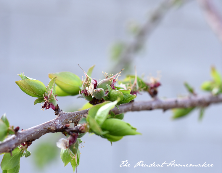 Apricots on tree The Prudent Homemaker