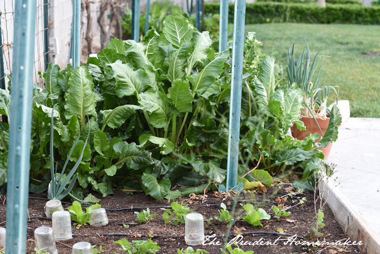 Chard and Beets The Prudent Homemaker