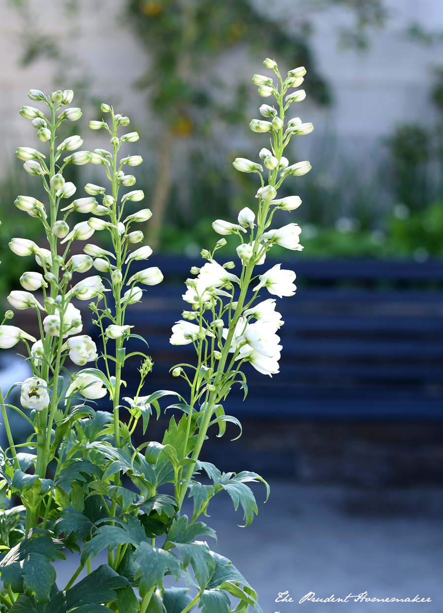 Delphiniums The Prudent Homemaker