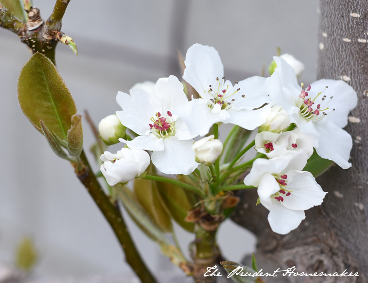 Garden in March Asian Pear Blossoms The Prudent Homemaker