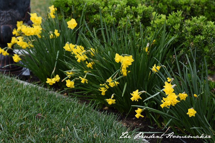 Garden in March Daffodils The Prudent Homemaker
