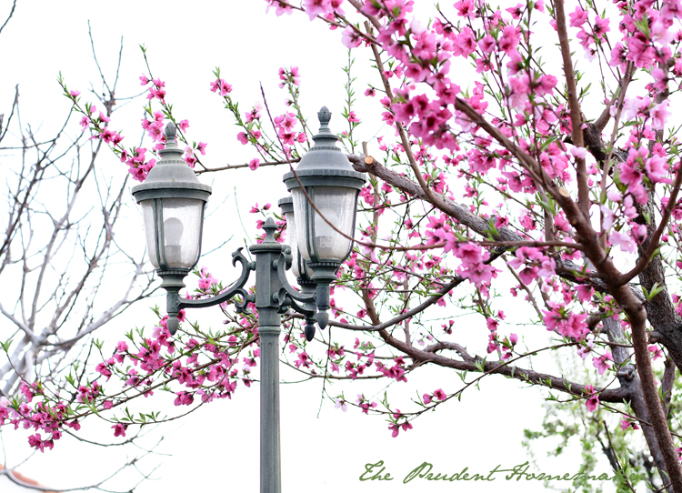 Garden in March Peach Blossoms 2 The Prudent Homemaker