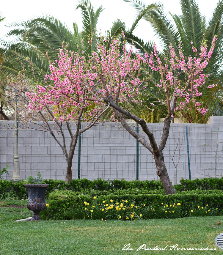 Garden in March Peach Tree The Prudent Homemaker