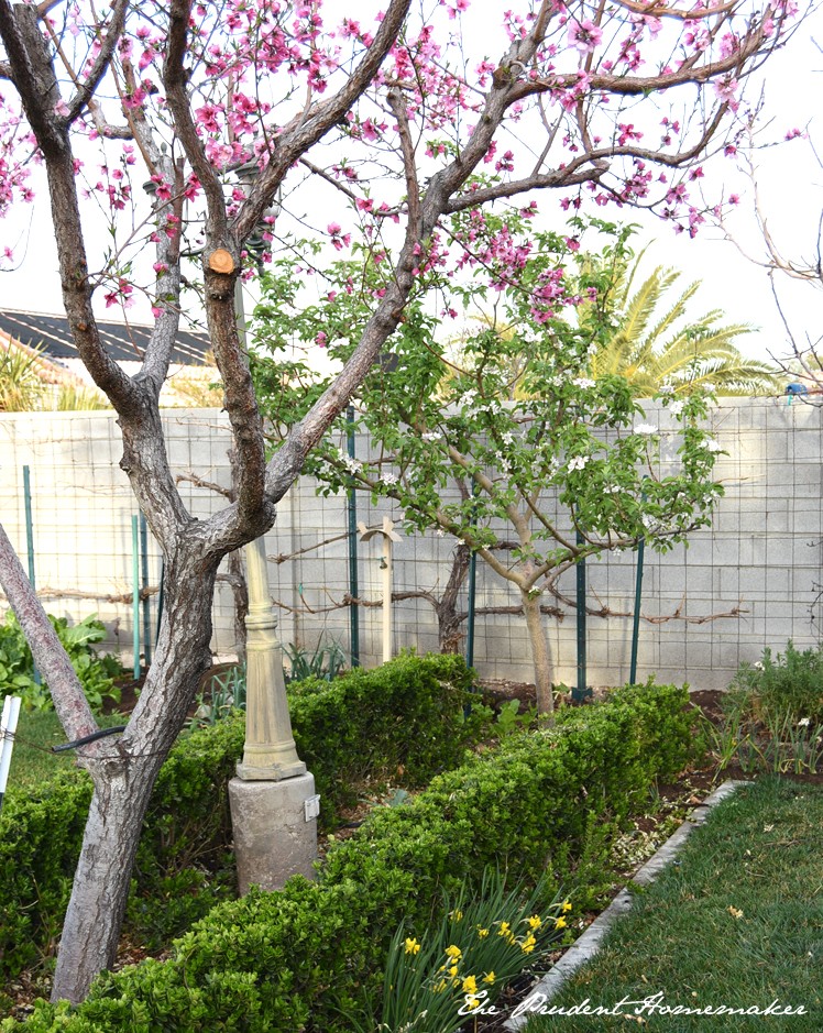 Garden in March Peach and Apple Trees The Prudent Homemaker