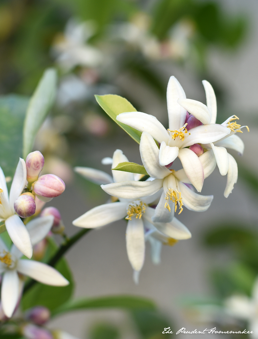 Meyer Lemon Blossoms The Prudent Homemaker