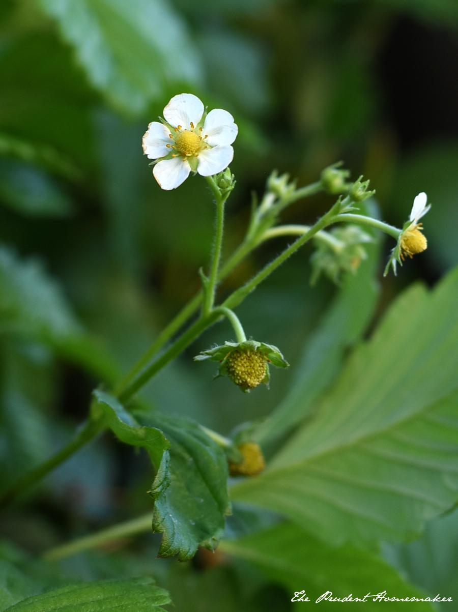 Strawberry Blossoms The Prudent Homemaker