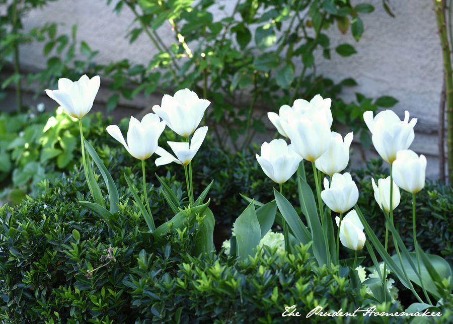 Tulips in The White Garden 1 The Prudent Homemaker