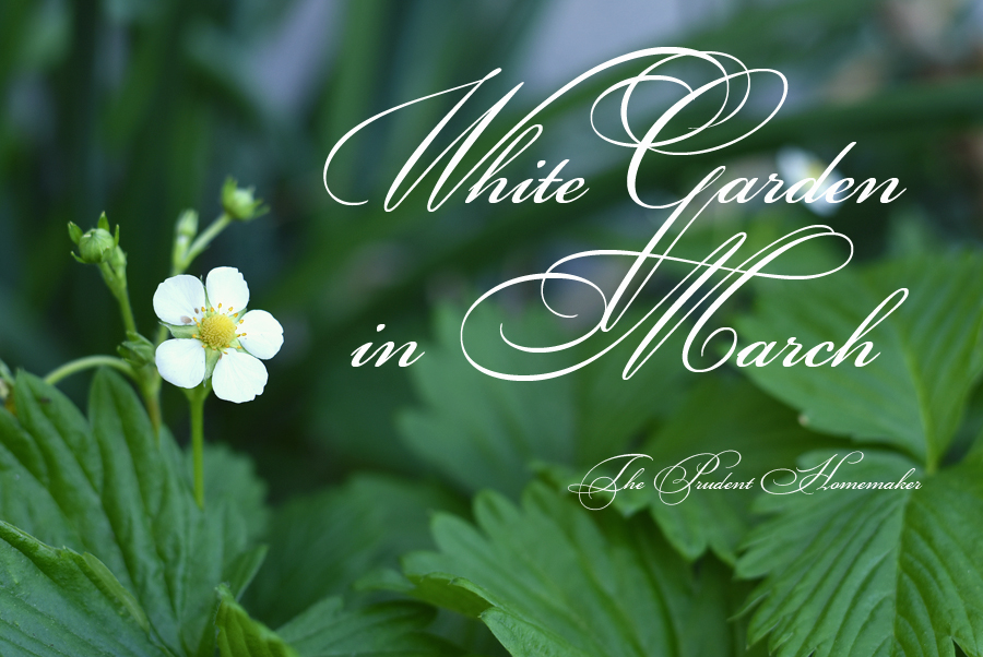 White Garden in March Strawberry Blossom The Prudent Homemaker