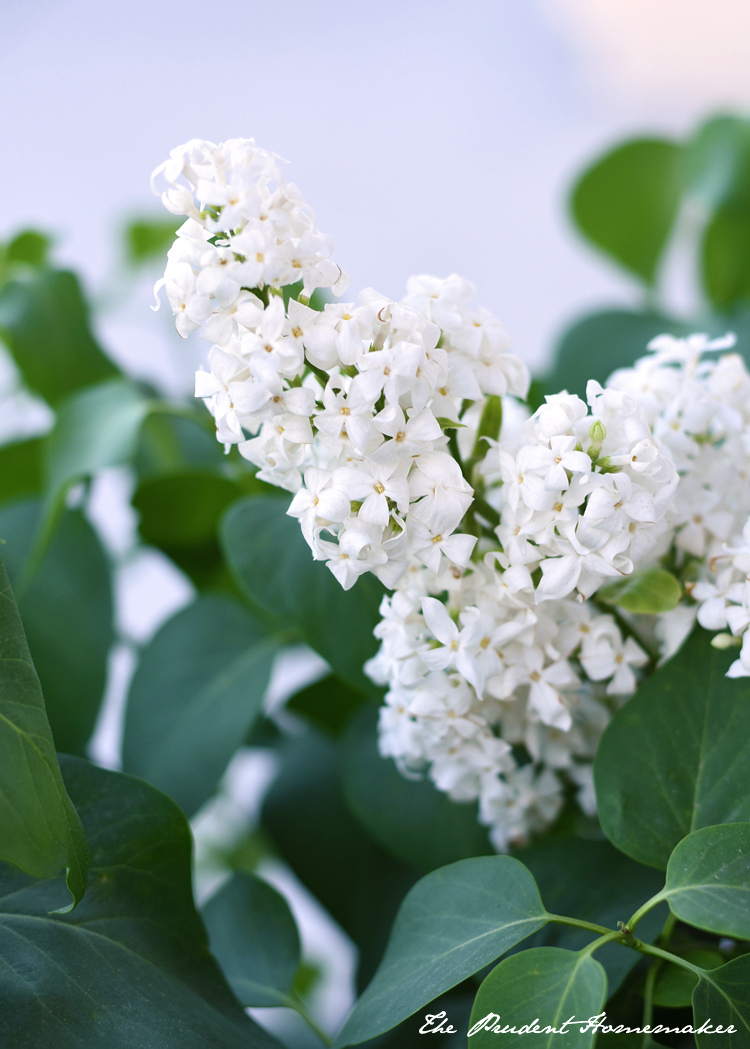 White Lilac The Prudent Homemaker