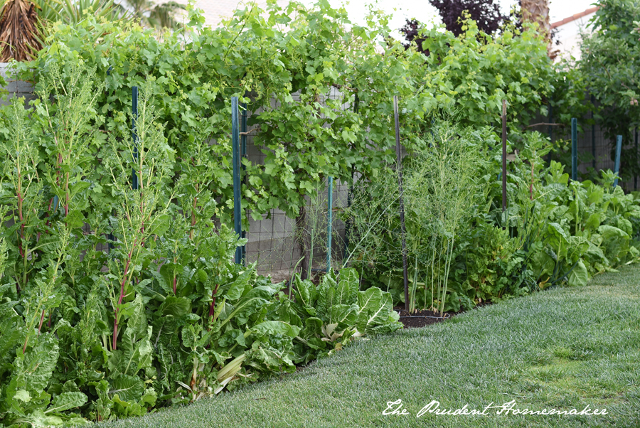 April Beets and Chard Bolting The Prudent Homemaker