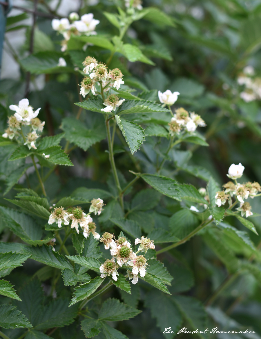 April Garden Blackberries The Prudent Homemaker