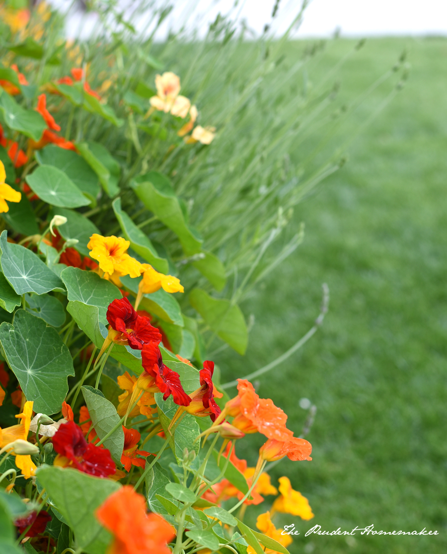 April Garden Nasturiums The Prudent Homemaker