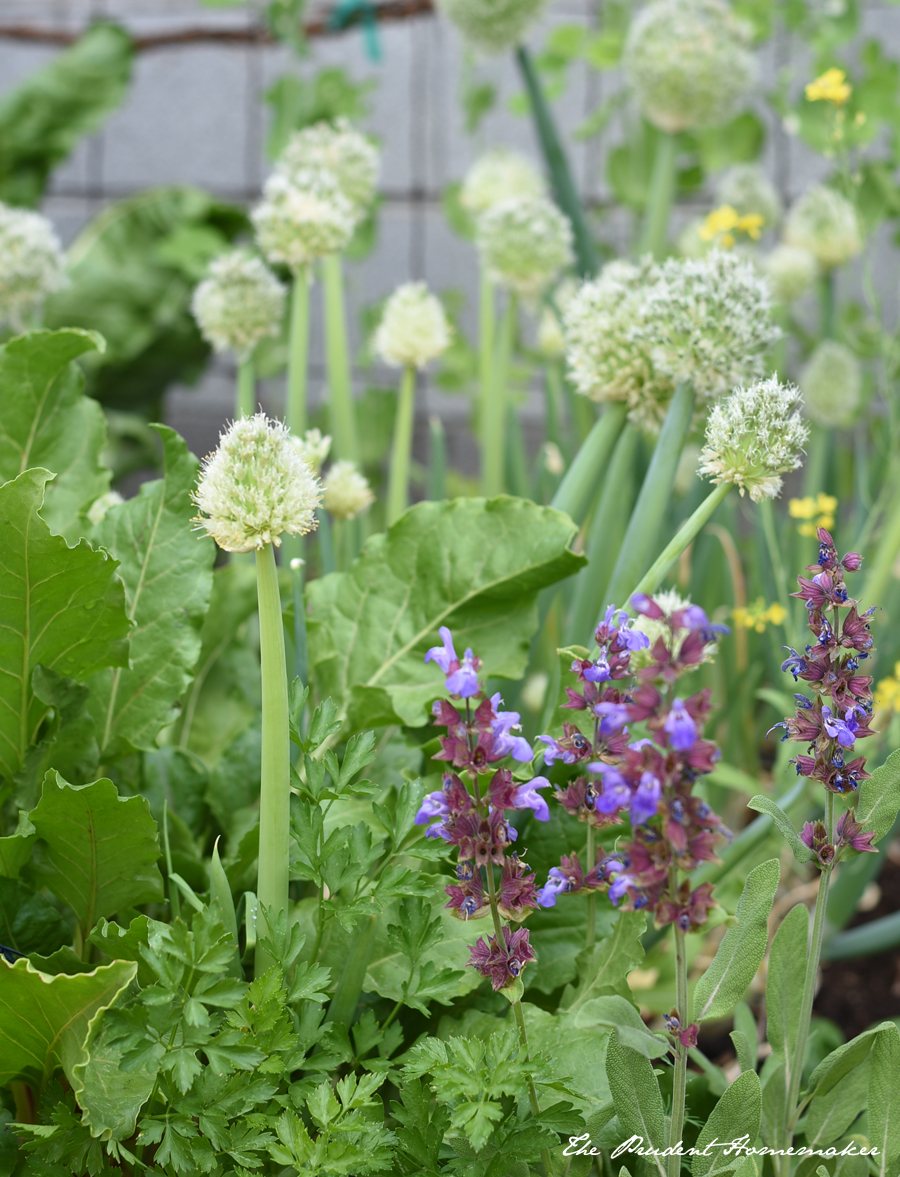 April Garden Onion and Sage Flowers The Prudent Homemaker