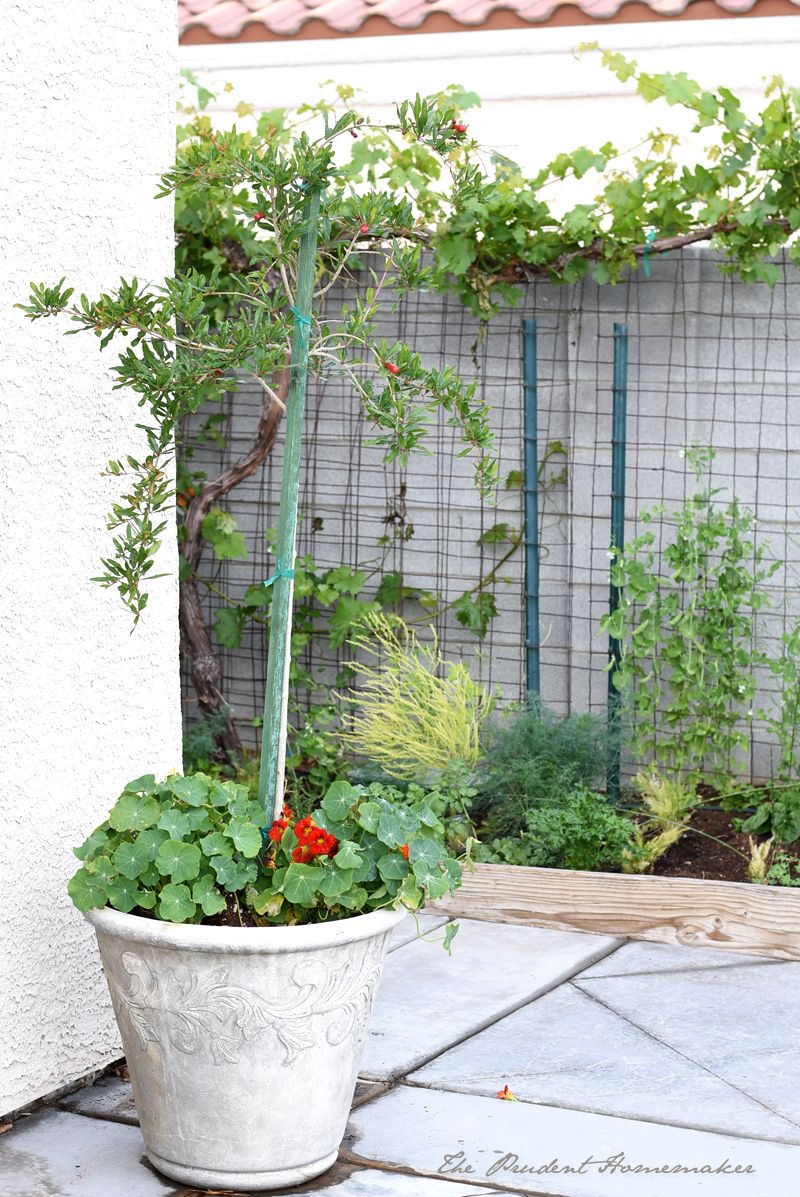 April Garden Pomegranate and Nasturiums The Prudent Homemaker