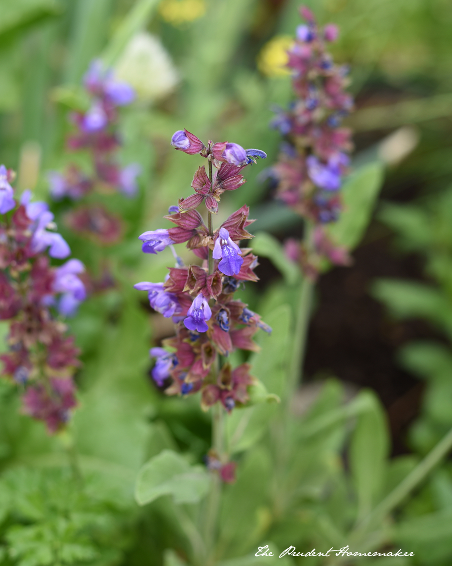 April Garden Sage in Bloom The Prudent Homemaker